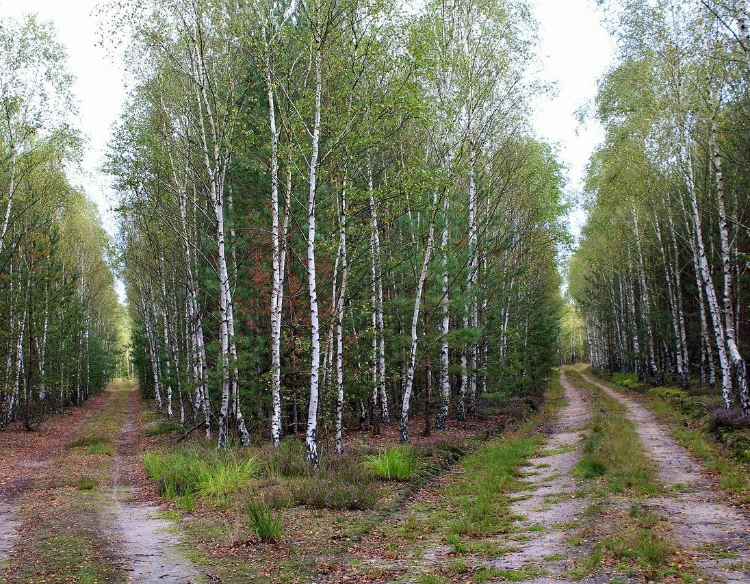 bivio-strade2 Scelte